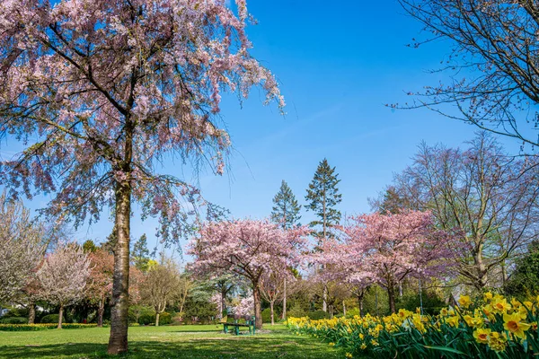 Schöne Naturszene Mit Blühenden Bäumen Und Sonnenstrahlen Frühlingshintergrund — Stockfoto