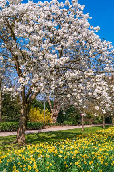 Белые Розовые Цветы Сцена Природы Цветочным Деревом Весенние Цветы Красивый — стоковое фото