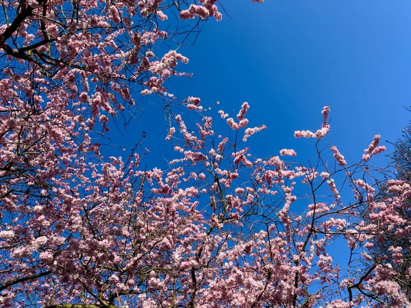 Hermoso Árbol Sakura Parque — Foto de Stock