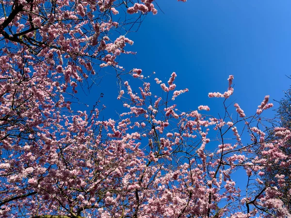 Όμορφο Δέντρο Sakura Στο Πάρκο — Φωτογραφία Αρχείου