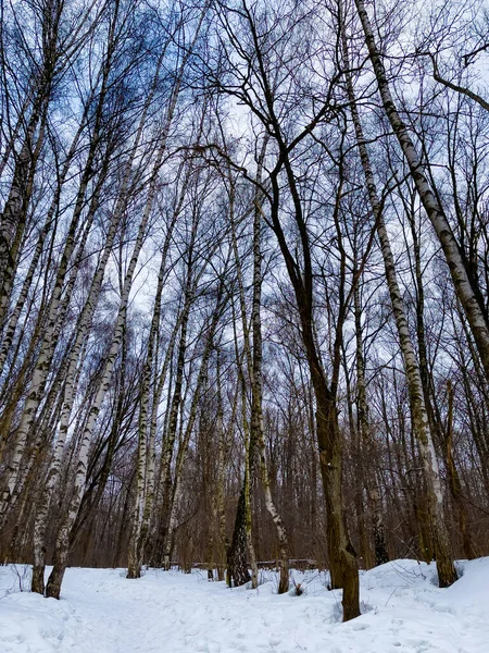 公园里有雪白的桦树的冬季景观 — 图库照片