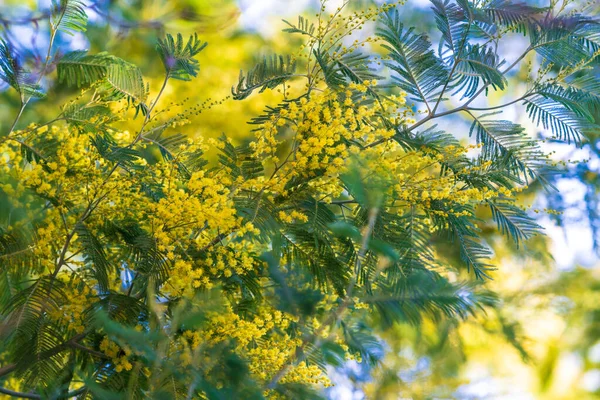 Closeup Yellow Acacia Mimosa Trees Nature — Stock Photo, Image