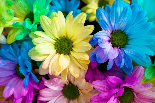 Multi Barevné Sedmikrásky Květiny Vzor Pozadí Duhové Sedmikrásky — Stock fotografie