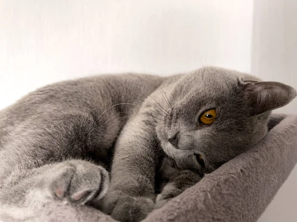 Gato Doméstico Bonito Shorthair Com Olhos Amarelos — Fotografia de Stock
