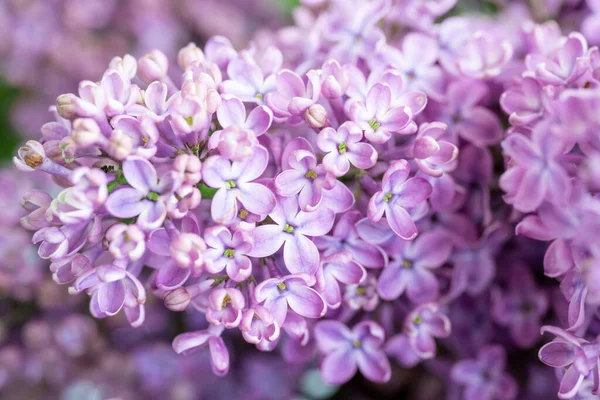 Frühlingsblüte Blühender Fliederstrauch Mit Zarten Winzigen Blüten — Stockfoto