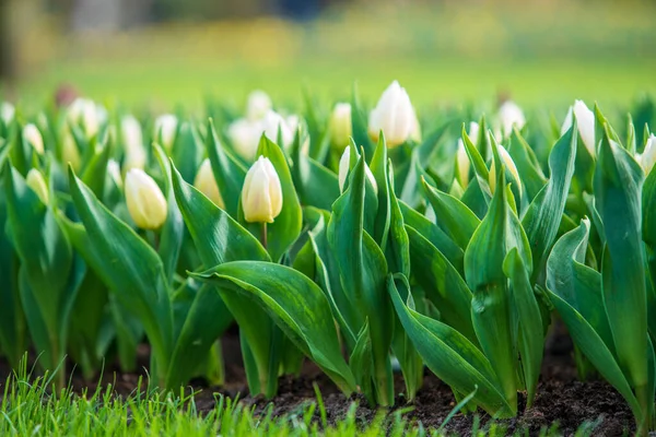 Białe Kwiaty Tulipanów Kwitnące Polu Tulipanów — Zdjęcie stockowe