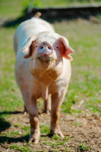 Porco Parado Num Relvado Relva Exploração Suínos Biológicos — Fotografia de Stock