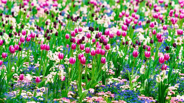 Blossoming Tulips Early Morning Sunlight — Stock Photo, Image