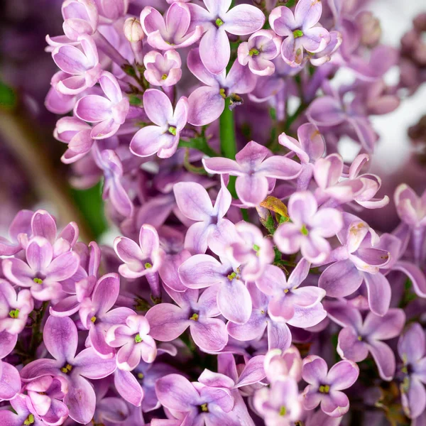 Floare Primăvară Înflorire Tufiș Liliac Floare Delicată Mică — Fotografie, imagine de stoc