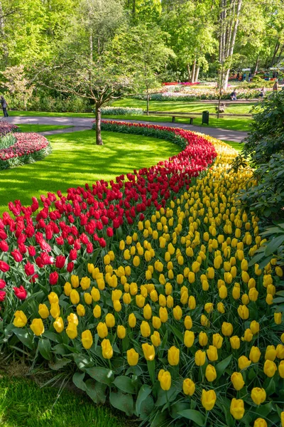 Tulip Flowers Flowerbed City Park — Stock Photo, Image