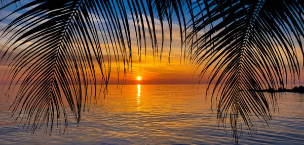 Bonita Puesta Sol Siluetas Palmeras Oscuras Sobre Fondo Colorido Océanos — Foto de Stock