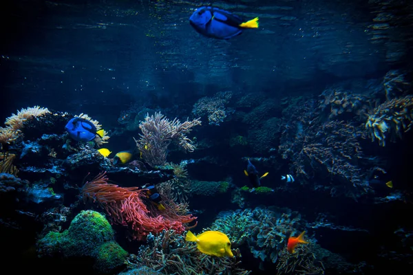 Барвистий Пейзаж Тропічного Рифу Життя Океані — стокове фото