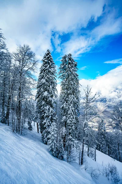 Panorama Invierno Bosque Montaña Con Abetos Cubiertos Nieve —  Fotos de Stock