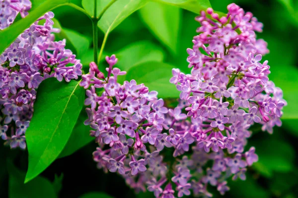 Цвіте Фіолетовий Бузок Бузкові Квіти Цвітуть Саду Весняний Фон — стокове фото