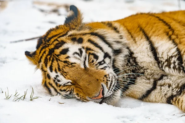 Tiger lying in the snow. Beautiful wild siberian tiger on snow