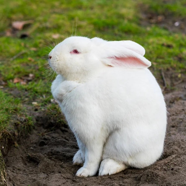 Lapin Blanc Lapin Sur Champ Herbeux — Photo