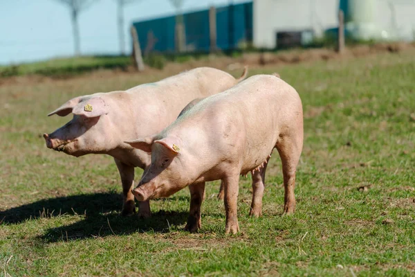 Maiale Piedi Prato Erba Fattoria Suini Biologici — Foto Stock