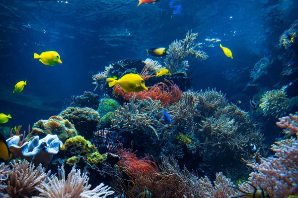 Podmořský Svět Barevné Tropické Ryby Život Korálovém Útesu Ekosystém — Stock fotografie