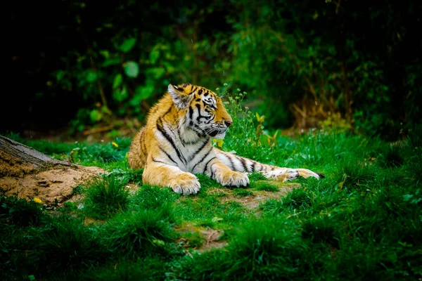 Тигр Лежить Зеленій Траві — стокове фото