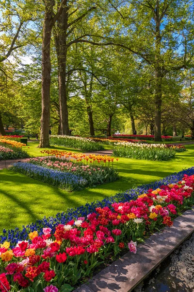 Jardín Floreciente Europa Parque Keukenhof Países Bajos —  Fotos de Stock