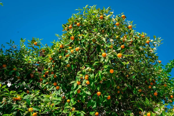 Klementiinit Kypsyvät Puussa Sinistä Taivasta Vasten Tangiinipuu Appelsiinit Sitruspuussa — kuvapankkivalokuva