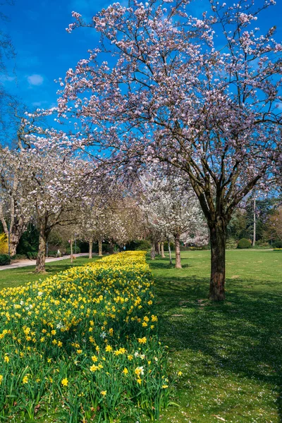 Wiosenna Sceneria Ogrodu Kwitnącej Wiśni Ogród Kwitnie Słoneczny Wiosenny Dzień — Zdjęcie stockowe