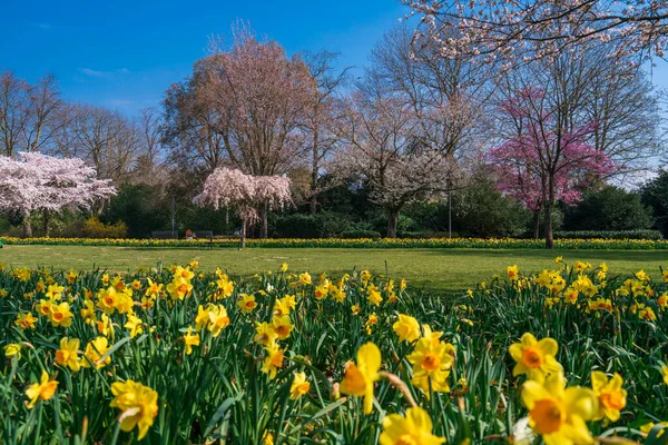 Jardín Flores Cerezo Paisaje Primavera Jardín Floreciendo Soleado Día Primavera —  Fotos de Stock