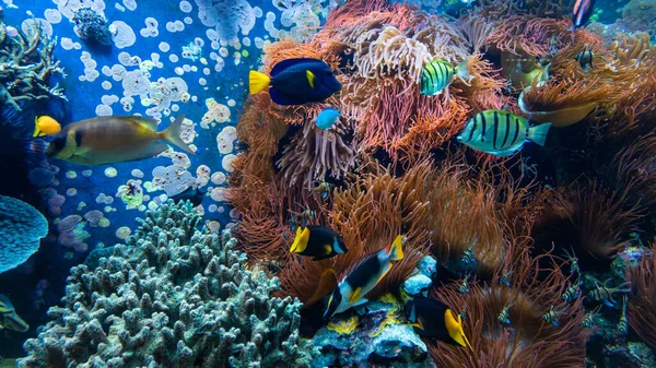 Peces Tropicales Agua Azul Con Arrecife Coral —  Fotos de Stock