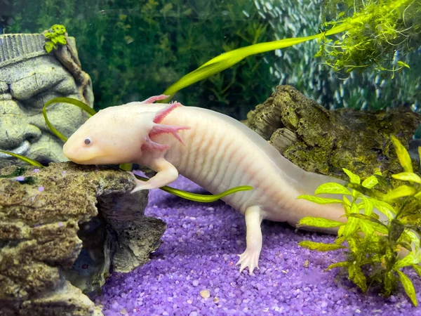 水族館の水中Axolotlの肖像画 Ambystoma Mexicanum メキシカンウォーキングフィッシュ — ストック写真