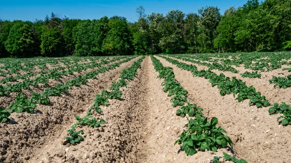 Green Field Potato Crops Row — Stock Photo, Image