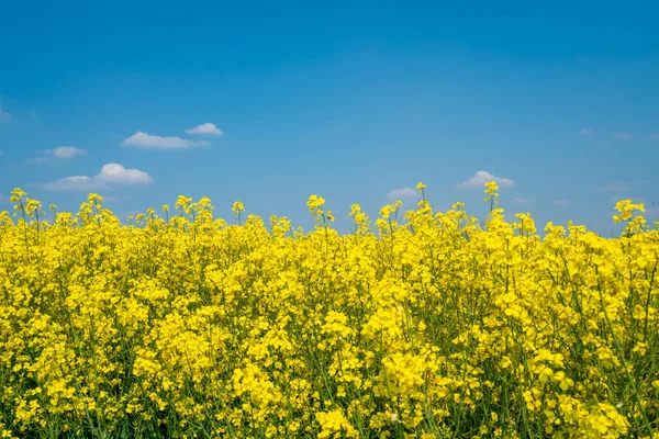 Yellow Rapeseed Field Flowering Farmland Countryside Spring Landscape Blue Sky — Stockfoto