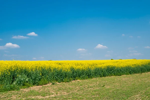 Сільський Пейзаж Канолами Зеленими Полями Стокова Картинка