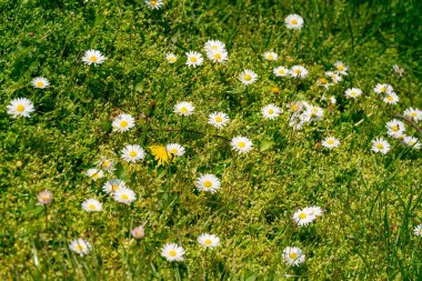 Çayırdaki güzel papatya çiçekleri. Bahar ya da yaz doğa sahnesi 
