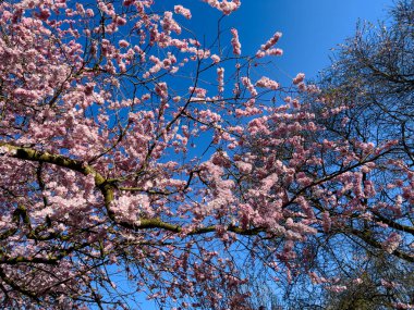  Parktaki güzel sakura ağacı 