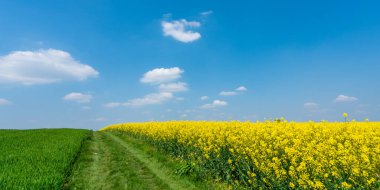 Kanola ve yeşil tarlalı kırsal alan