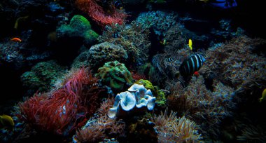 Su altı dünyası. Renkli tropikal balıklar. Mercan kayalıklarında yaşam. Ekosistem. 