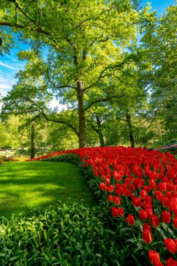 Çiçek açan Avrupa Bahçe, Keukenhof park. Hollanda