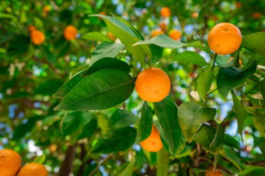  Mavi gökyüzü karşı ağaçta olgunlaşma clementines. Mandalina ağacı. Portakal narenciye ağacı üzerinde 