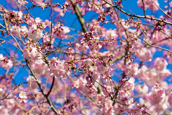 Όμορφη Σακούρα Άνθη Κερασιάς Την Άνοιξη Αμυγδαλωτά Ροζ Άνθη — Φωτογραφία Αρχείου