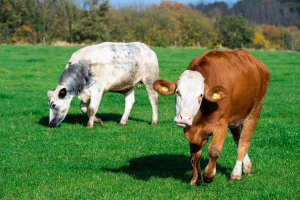 Vacas Lecheras Pastando Exuberantes Pastos Verdes — Foto de Stock