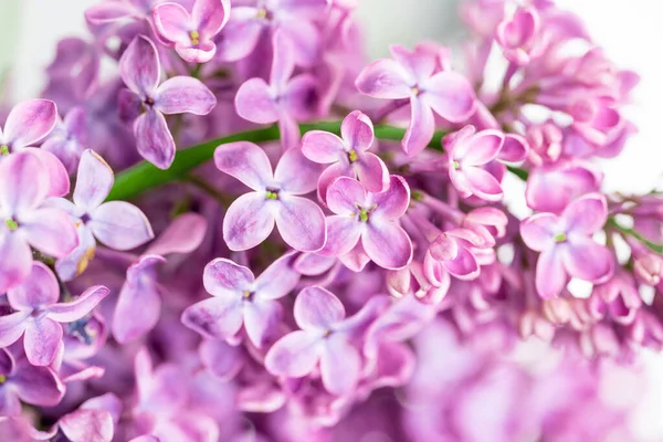 Весенний Цветок Цветущий Лиловый Куст Нежным Крошечным Цветком — стоковое фото