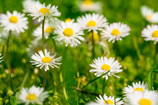 Krásné Heřmánkové Květiny Louce Jarní Nebo Letní Přírodní Scenérie — Stock fotografie