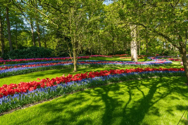 Цветные Весенние Цветы Парке Цветы Тюльпана Поле — стоковое фото