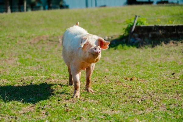 Porcs Dans Champ Cochon Sain Sur Prairie — Photo