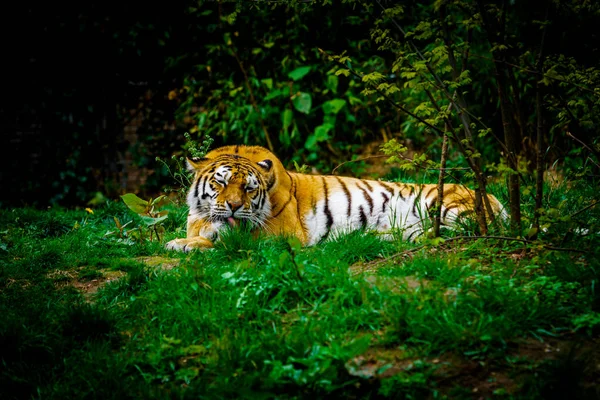 Tiger Legt Sich Auf Grünes Gras — Stockfoto
