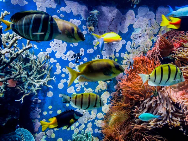 Korallzátony Trópusi Hal — Stock Fotó