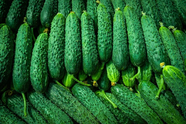 Fresh Cucumber Background Green Cucumbers — Stock Photo, Image