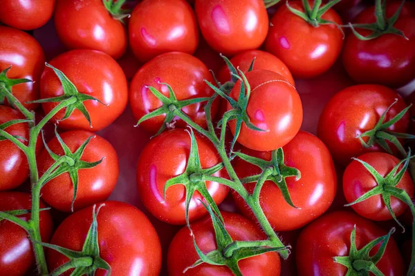 Tomate Vermelho Fundo Grupo Tomates — Fotografia de Stock