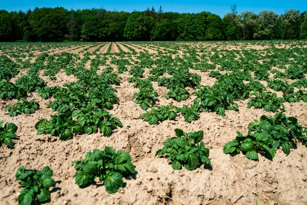 Green Field Potato Crops Row — Stock Photo, Image