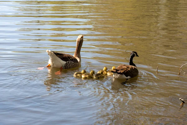 母親とアヒルの家族が川の上にいる アヒルの家族からの水鳥 — ストック写真